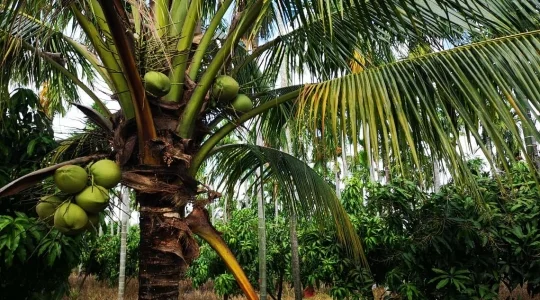 ココナッツファーム