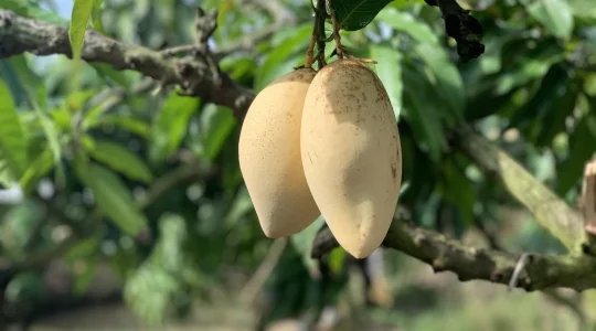 マンゴー狩り体験