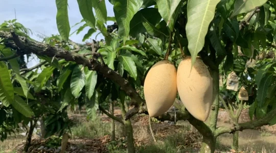 マンゴー狩り体験