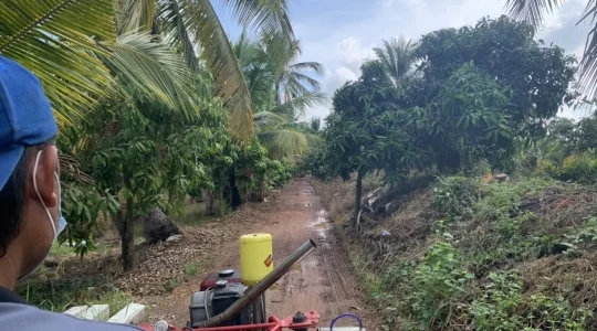 マンゴー狩り体験