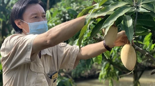 マンゴー狩り体験