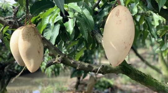 マンゴー狩り体験