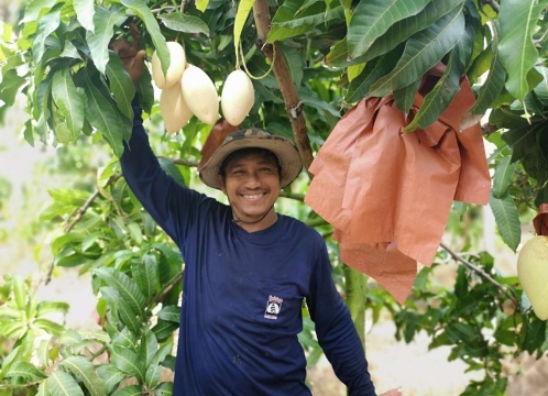 マンゴー狩り体験