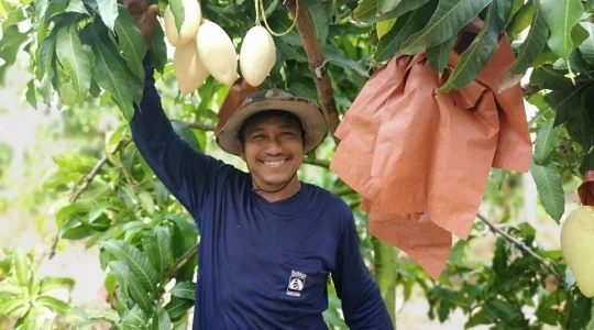 マンゴー狩り体験