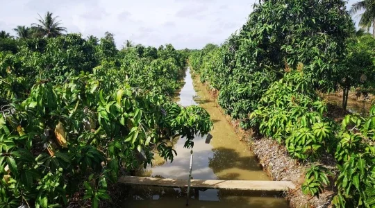 マンゴー狩り体験