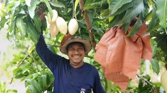 マンゴー狩り＆粘土細工体験 in チャチュンサオ＜マンゴー試食＆ココナッツジュース付き＞