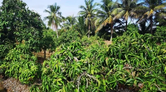 マンゴー狩り体験