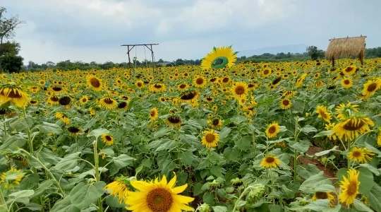 ひまわり畑
