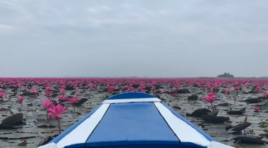 タレーブアデーン（赤い睡蓮の海）