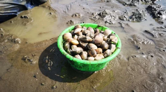 潮干狩り体験