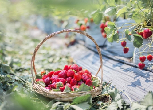 カオヤイでいちご狩り体験