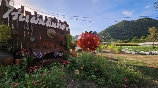 カオヤイでいちご狩り体験