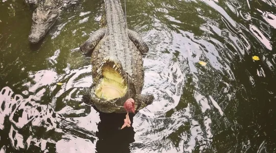 ミト観光＿ワニに餌やり体験