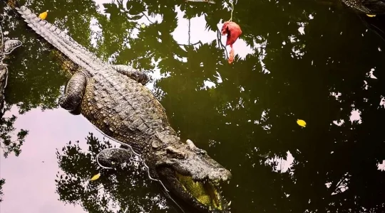 ミト観光＿ワニに餌やり体験