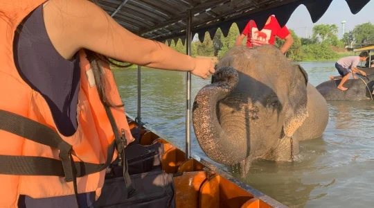 ボートに乗って象に会いに行こう！世界遺産アユタヤ遺跡半日観光