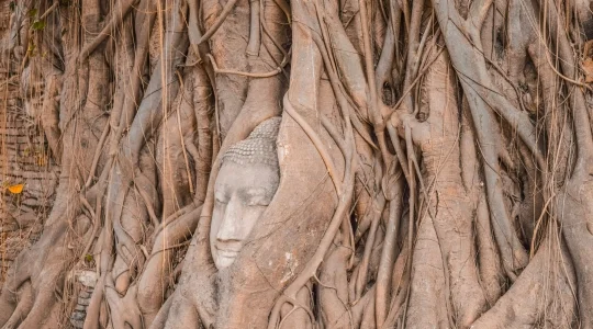 ワットマハタート