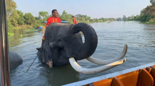 アユタヤ_象と触れ合い体験
