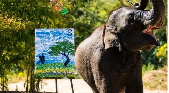 本格象乗り体験