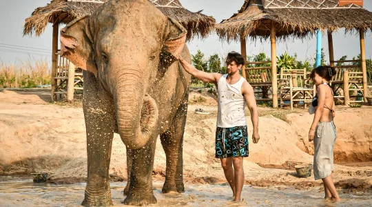 象の保護施設でたっぷりふれあいお世話体験+パタヤの必見スポット！「サンクチュアリオブトゥルース」