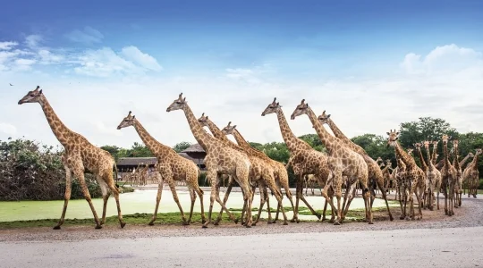 サファリワールド&マリンパーク