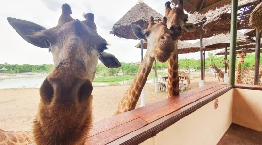 サファリワールド&マリンパーク