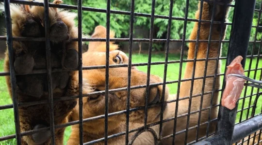ライオン餌やり体験
