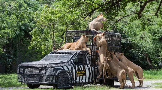 ライオン餌やり体験