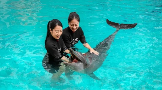 ドルフィンアイランド