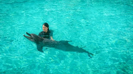 ドルフィンアイランド