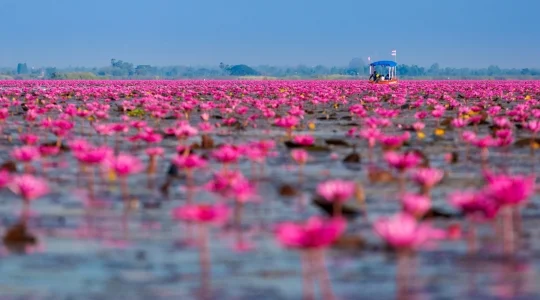 タイ在住者に一度は見てほしい！ウドーンターニー『タレーブアデーン（赤い睡蓮の海）』＋新・世界遺産「プープラバート歴史公園」を巡る日帰りツアー