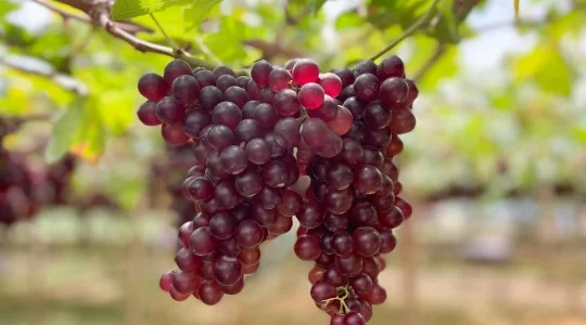 カオヤイでブドウ狩り体験＆チョクチャイファーム