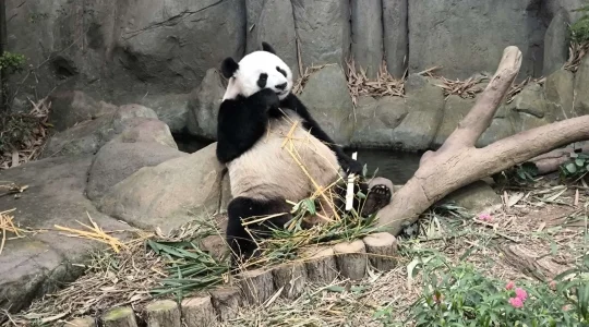 シンガポール人気なパンダ