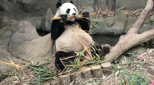 リバーワンダー_ジャイアントパンダ