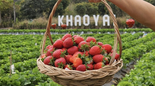カオヤイでイチゴ狩り＆チョクチャイファーム<イチゴのお土産200g付き/入場料込み＞
