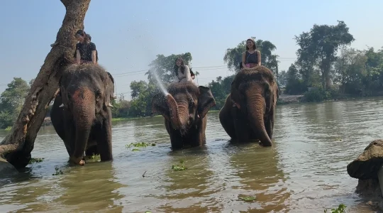 象たちと特別な時間を過ごそう！象のお世話体験ツアー（象乗り体験 or 象とのお散歩）