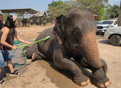 【1月3日・5日催行】年末年始特別価格！象たちと特別な時間を過ごそう！お世話体験ツアー（象乗り体験つき）＜午前半日 / 日本語ガイド＞