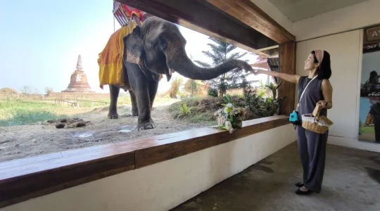 世界遺産アユタヤ遺跡観光 + 象が遊びに来るカフェで特別ふれあい体験♪ 象との写真タイム+餌やり体験付き