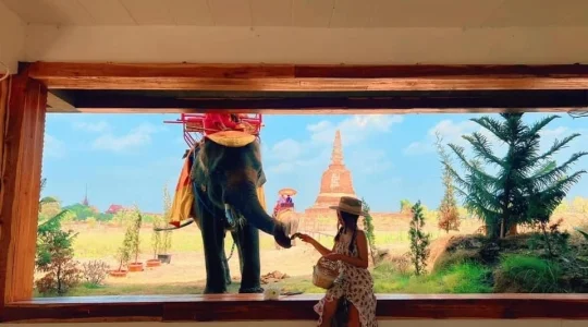 象カフェ付きプラン