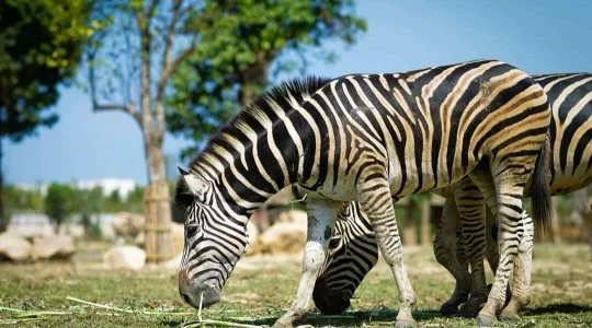 ヴィンワンダーズナムホイアン