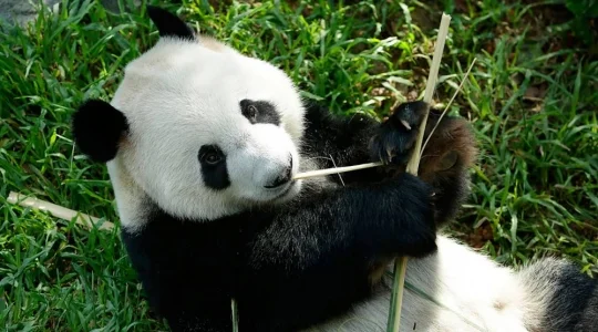 午後からゆっくり出発♪ リバーワンダーでパンダに会いに行こう+大人気！夜の動物園『ナイトサファリ』