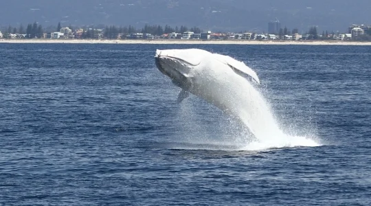 クジラウォッチングツアー(日本語送迎付)