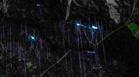 タンボリンマウンテンでの夜の冒険ツアー