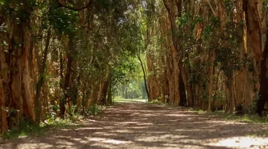 アボリジニ文化とオーストラリア固有の野生動物 タンボリンマウンテンツアー