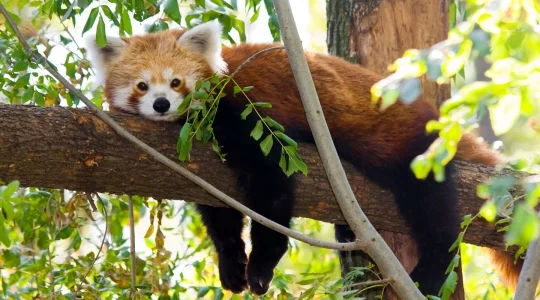 リバーワンダー_レッサーパンダ