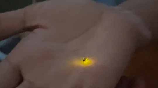 ホタル観賞ナイトクルーズ