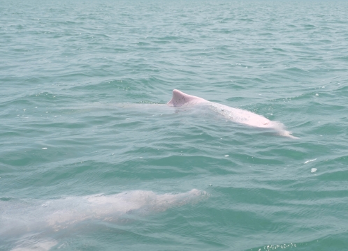 幸運の“ピンクイルカ”に出会えるかも!
