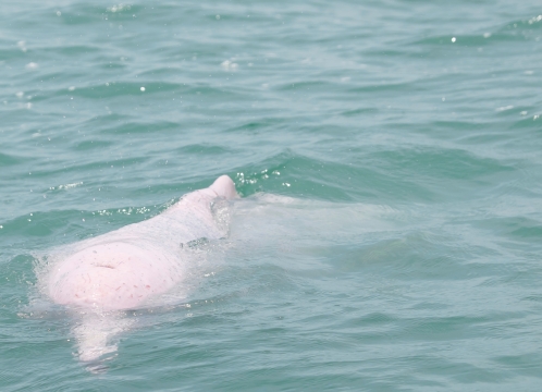 幸運の“ピンクイルカ”に出会えるかも!