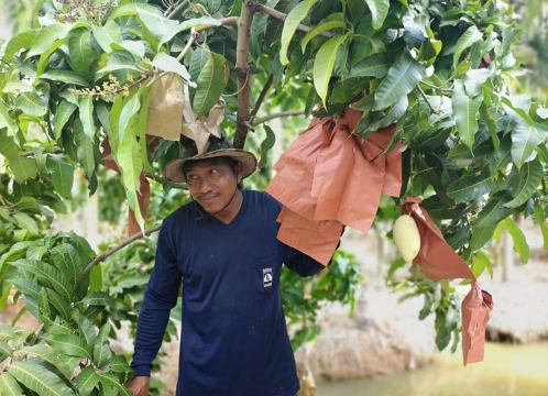 マンゴー狩り体験