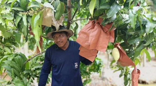 マンゴー狩り体験