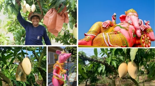 チャチュンサオで楽しむマンゴー狩り体験＆ピンクガネーシャ日帰りツアー